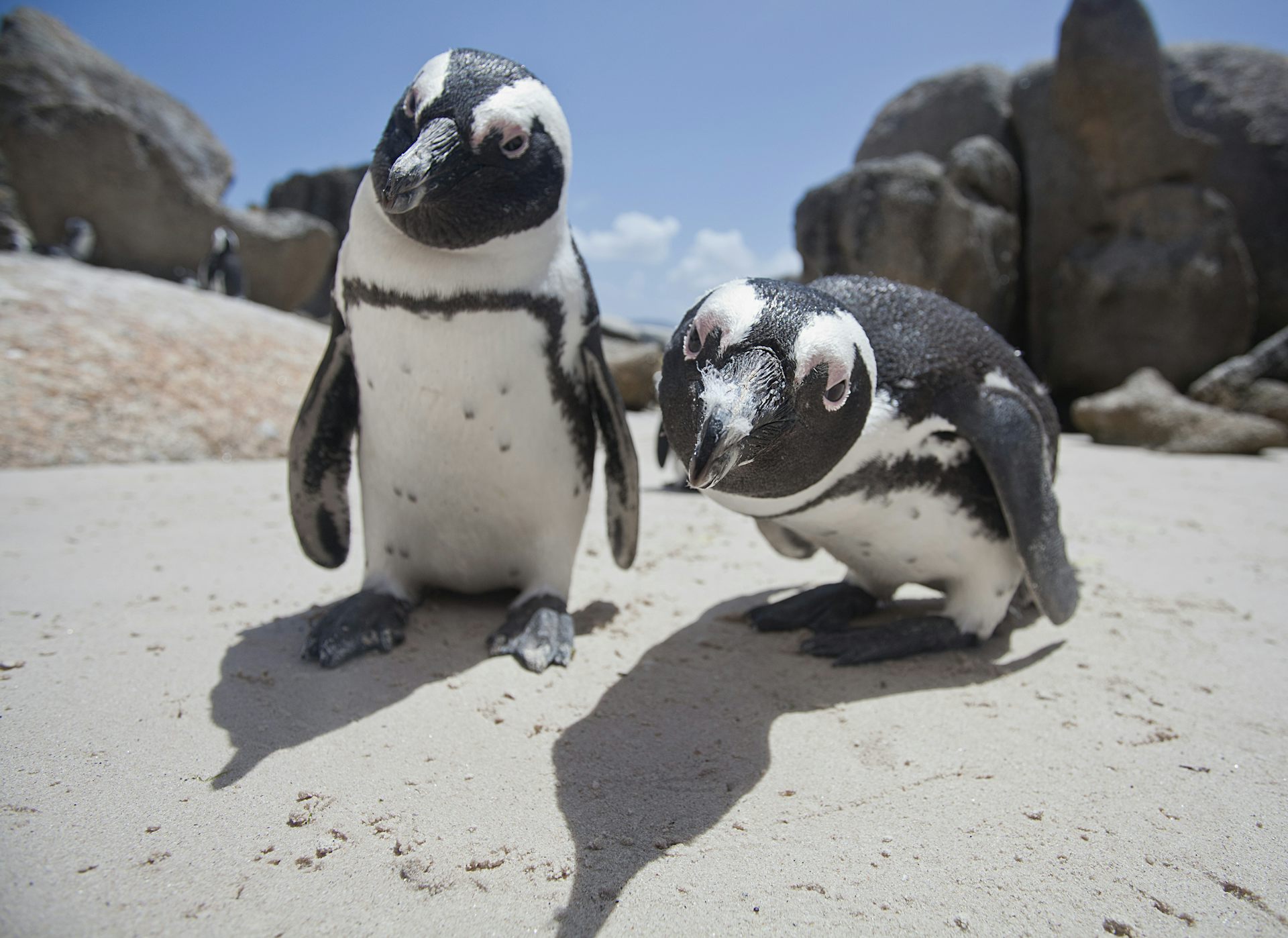 Кейптаун пингвины