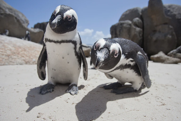 African penguins on a beach