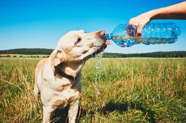 Un perro bebiendo de una botella de agua