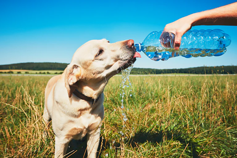 Un perro bebiendo de una botella de agua