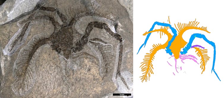 a photograph of a marellomorph fossil with an illustration of it
