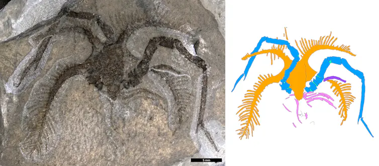 a photograph of a marellomorph fossil with an illustration of it