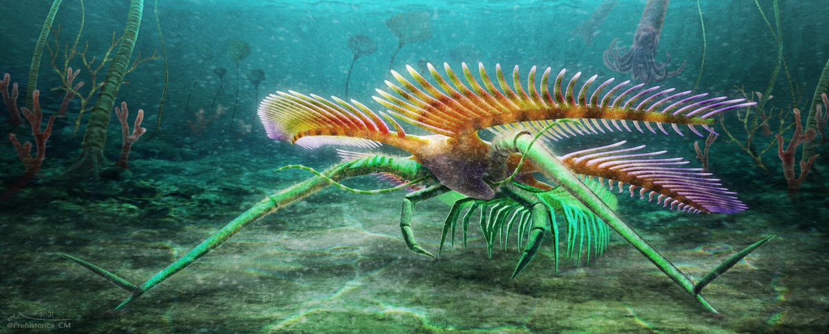 A new fossil discovery reveals a little more about arthropod evolution