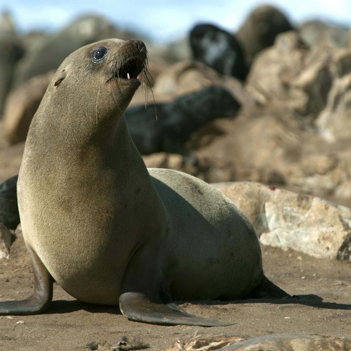 Flipper traces reveal the presence of ancient seals on South Africa's coast