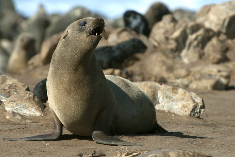 A brown seal looks off to the right, mouth slightly open, against a backdrop of rocks.
