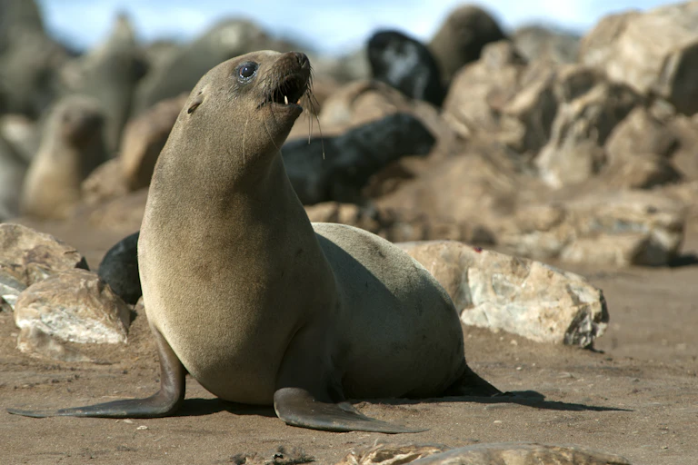 A brown seal looks off to the right, mouth slightly open, against a backdrop of rocks.