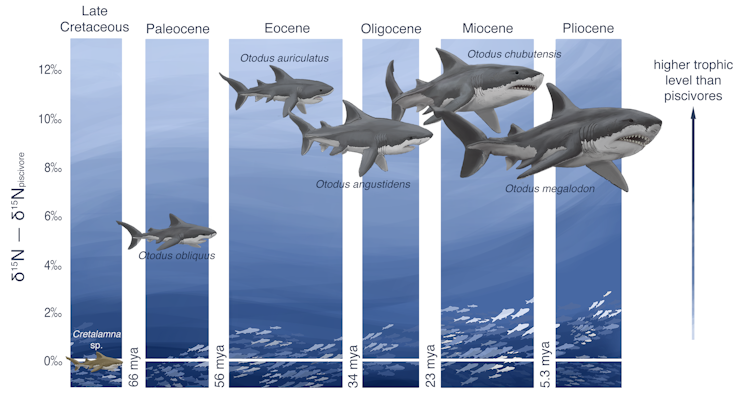 Illustration shows different sharks by period when they lived. Maglodon is the largest and an apex predator