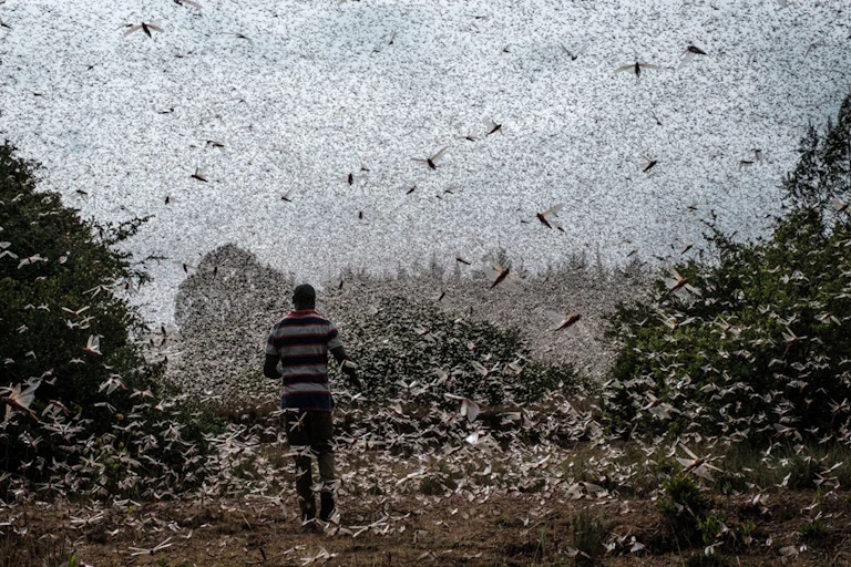Locusts darken the sky.