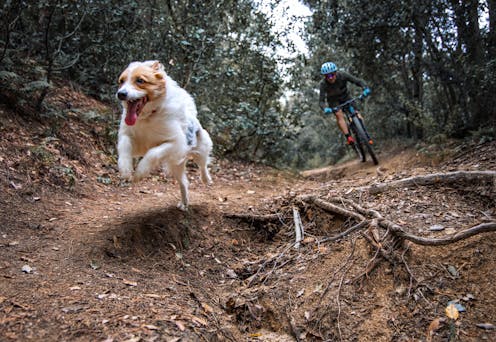 Dog owners take more risks, cat owners are more cautious – new research examines how people conform to their pets' stereotypical traits