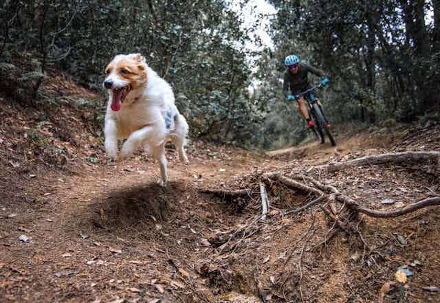 White dog with brown around the face running fast on mountain dirt trail with owner on mountain bike
