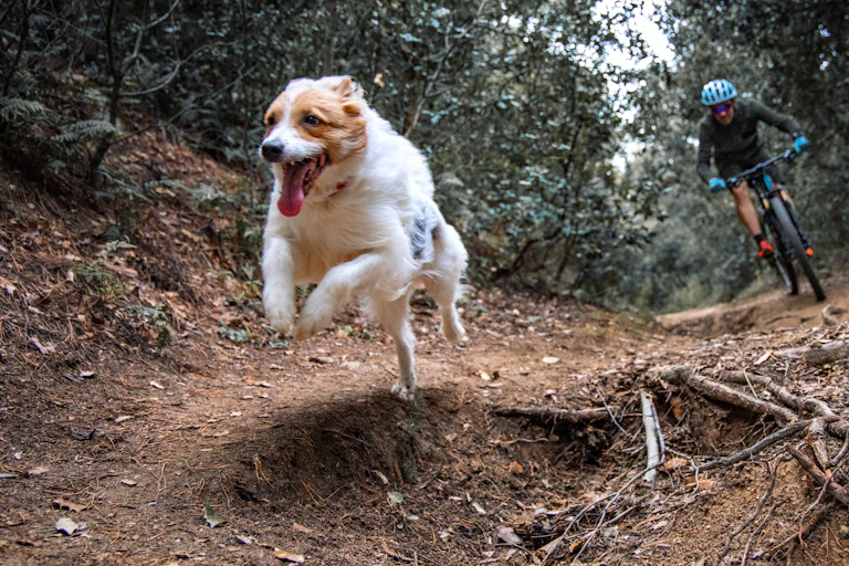 White dog with brown around the face running fast on mountain dirt trail with owner on mountain bike
