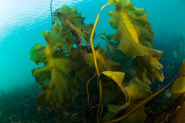 Un renouveau gastronomique pour les algues marines du Saint-Laurent