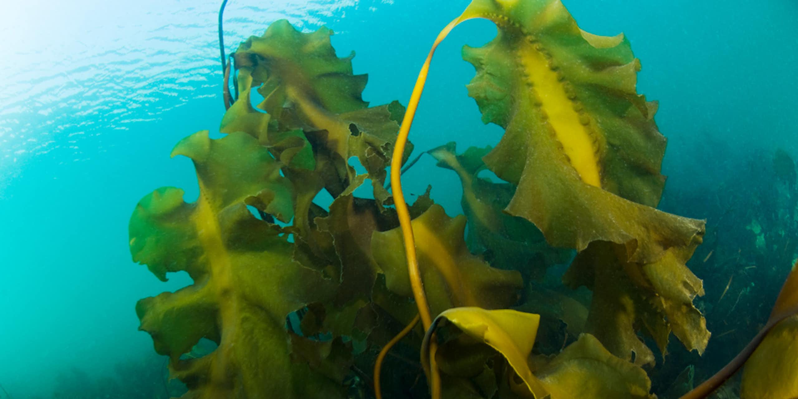 Un renouveau gastronomique pour les algues marines du Saint-Laurent
