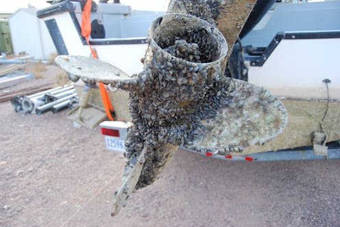 The westward spread of zebra and quagga mussels shows how tiny invaders can cause big problems