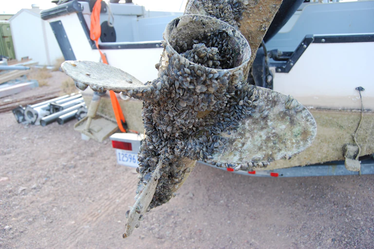Propeller covered inside and out with small mussels