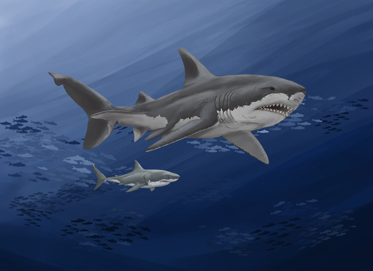 Largest Prehistoric Shark