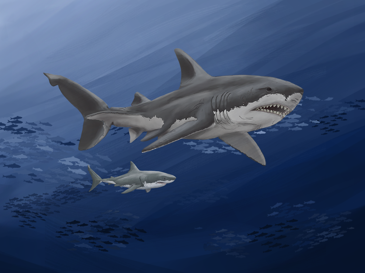 Worlds Largest Megalodon Shark