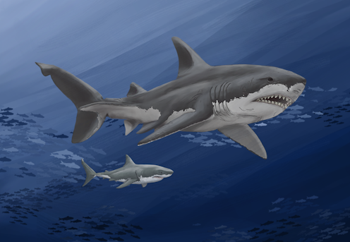 Megalodon sharks ruled the oceans millions of years ago – new analyses of giant fossilized teeth are helping scientists unravel the mystery of their extinction