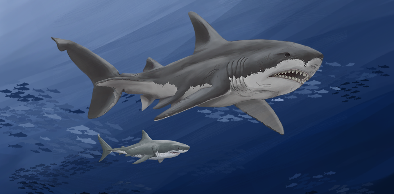 Megalodon sharks ruled the oceans millions of years ago – new analyses