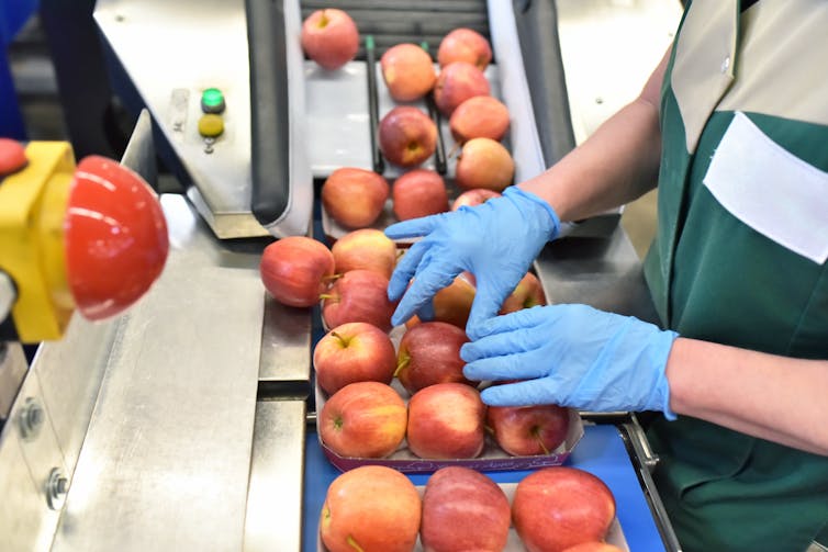 A workers' hands sorting apples