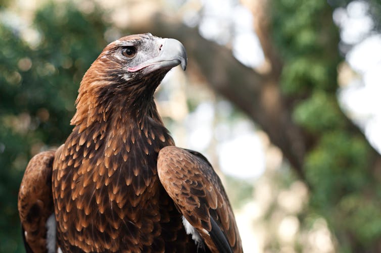 Camera is zoomed in on the top half of a Wedge-tailed Eagle