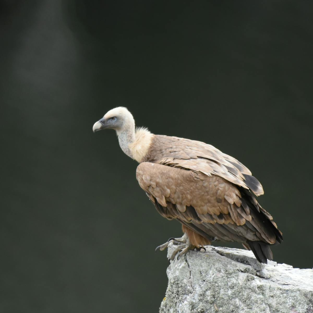 It was long thought these fossils came from an eagle. Turns out ...