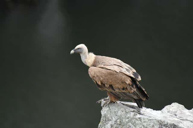 A griffon vulture perches on the edge of a rockface.