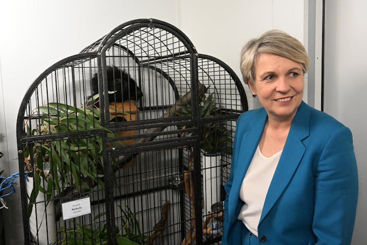 Tanya Plibersek with a greater glider in a cage