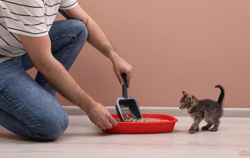 Why does my cat kick litter all over the place? 4 tips from cat experts