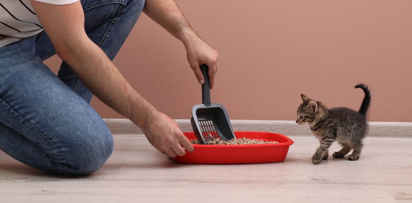 Why does my cat kick litter all over the place? 4 tips from cat experts