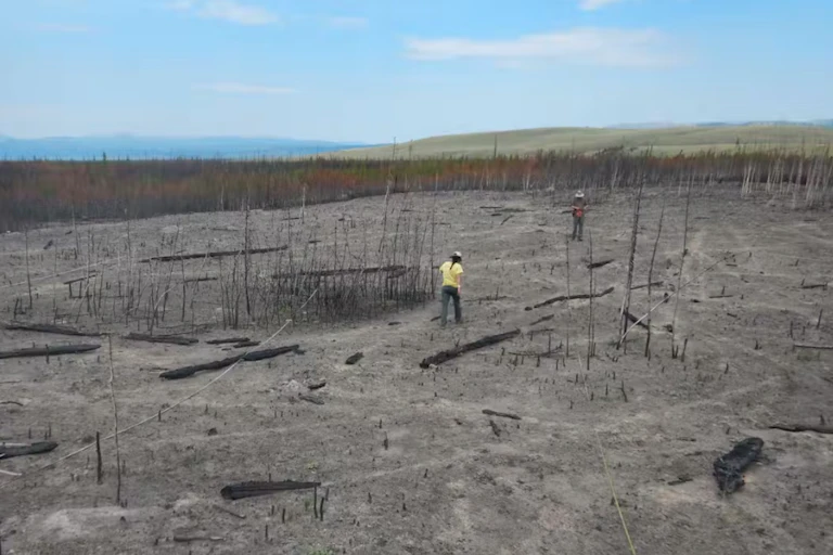Une personne marche sur une terre brûlée parmi des arbres calcinés