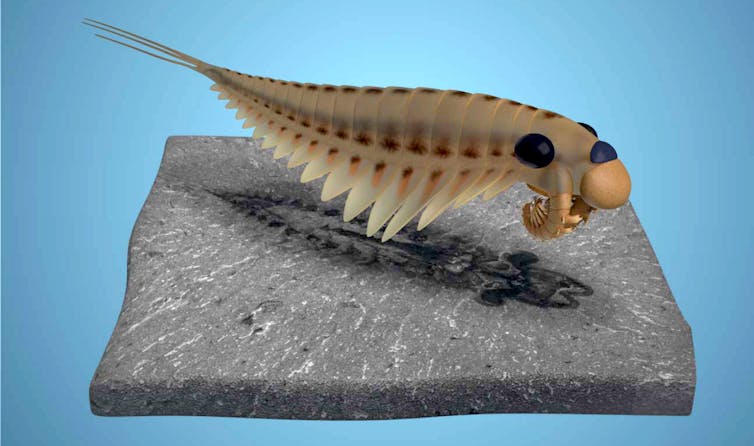 (illustration of a creature with three eyes that looks like something between a shrimp and a trilobite hovering over a rock that contains a fossilized version of it)