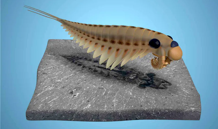 (illustration of a creature with three eyes that looks like something between a shrimp and a trilobite hovering over a rock that contains a fossilized version of it)