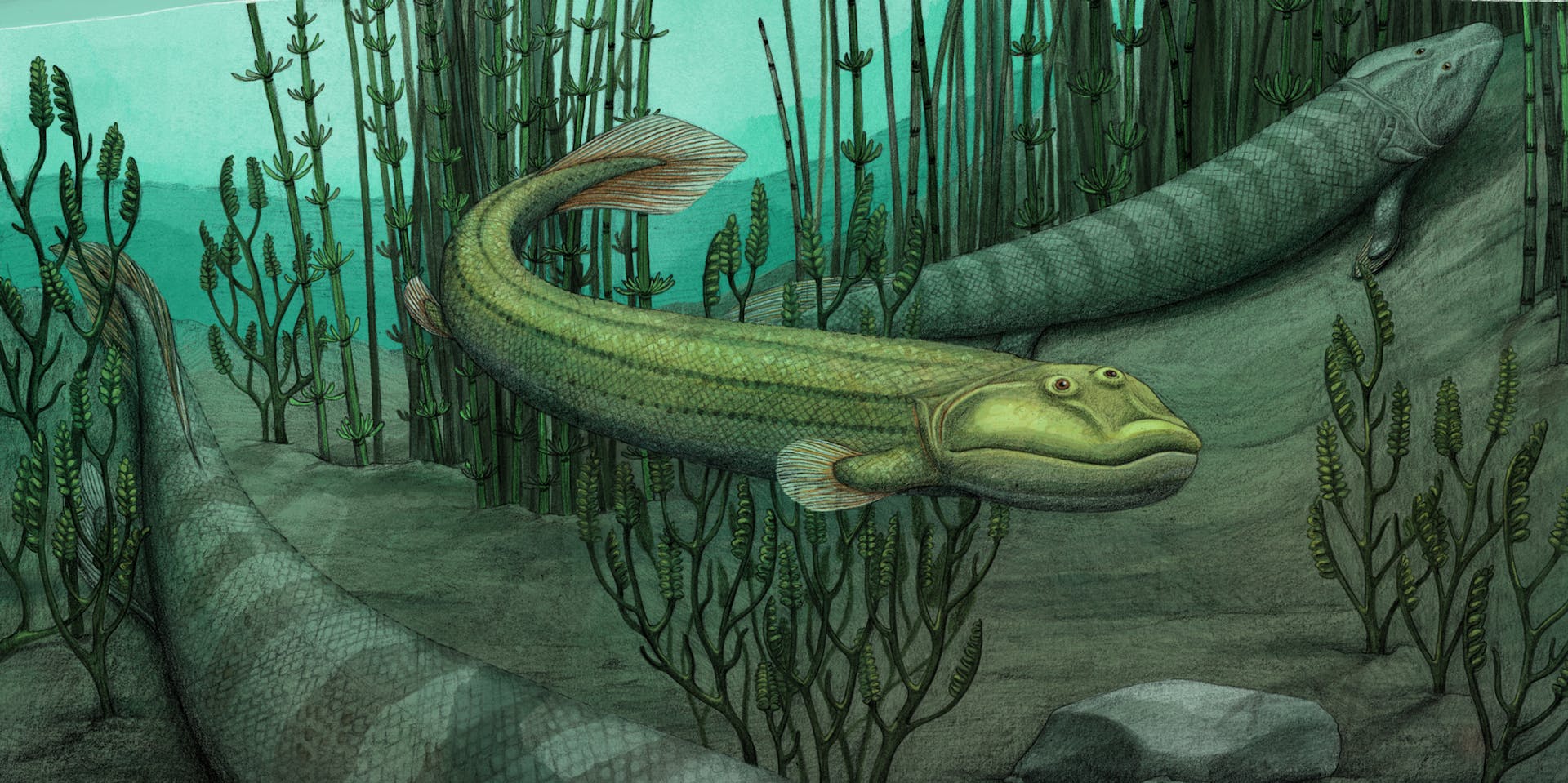 artist's depiction of qikiqtania, a fish with four fins that are less capable of supporting itself on land