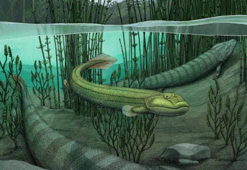 Meet _Qikiqtania_, a fossil fish with the good sense to stay in the water while others ventured onto land