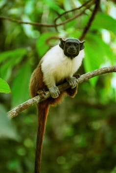 Small monkey with long tail perches in a tree
