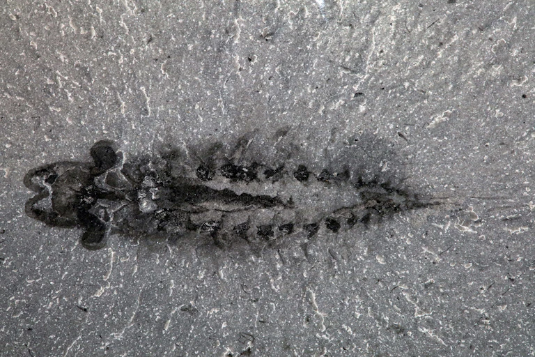 a black and white photograph of an elongated fossil