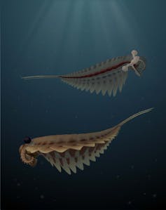 an illustration of two Stanleycaris hirpex swimming