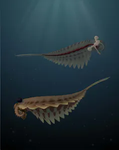 an illustration of two Stanleycaris hirpex swimming