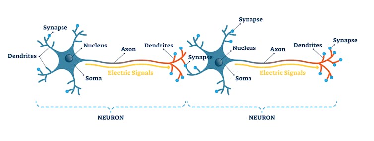 A diagram of components of brain tissue.