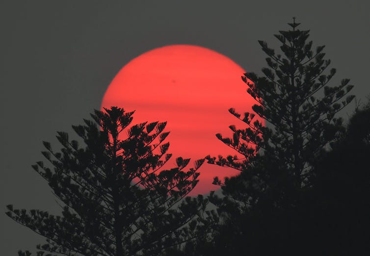 red sun against trees in silhouette