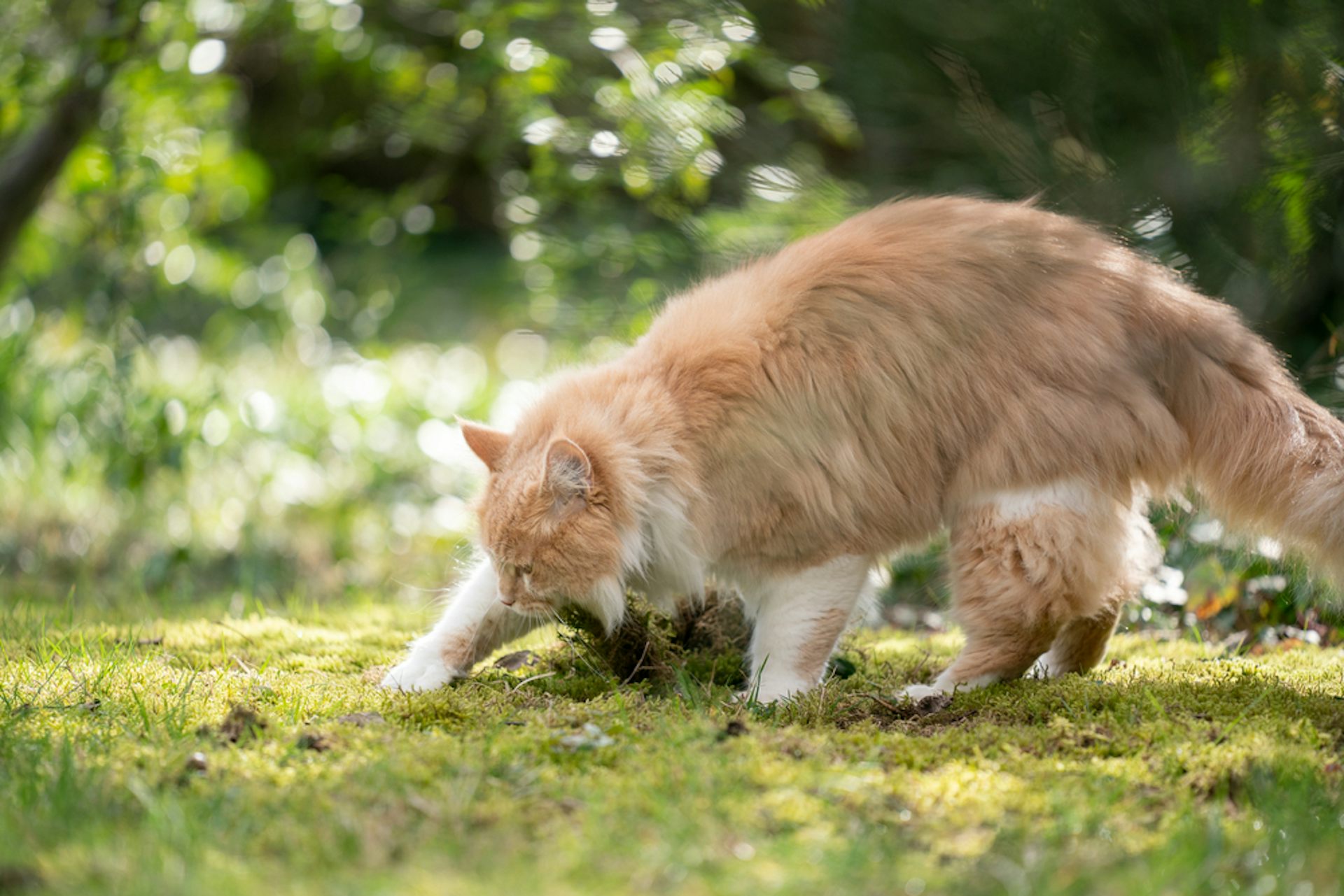 Cat digging litter out of outlet box