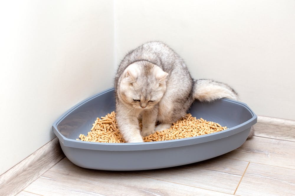Cat Logic and the Pooping Game Why does my cat kick litter all over the place? 4 tips from ...