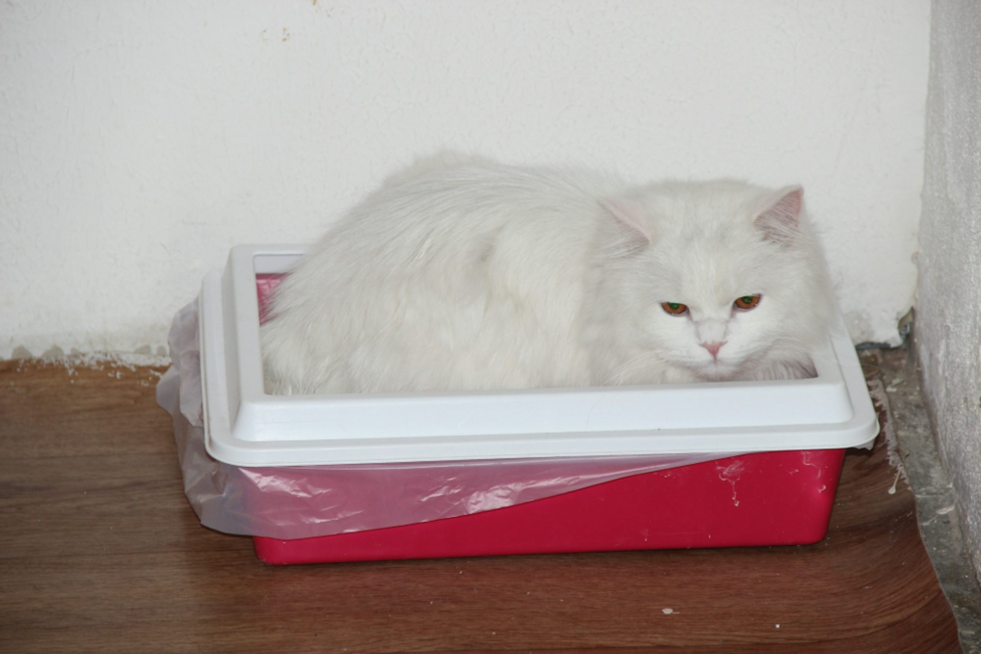 Cat digging litter on sale box