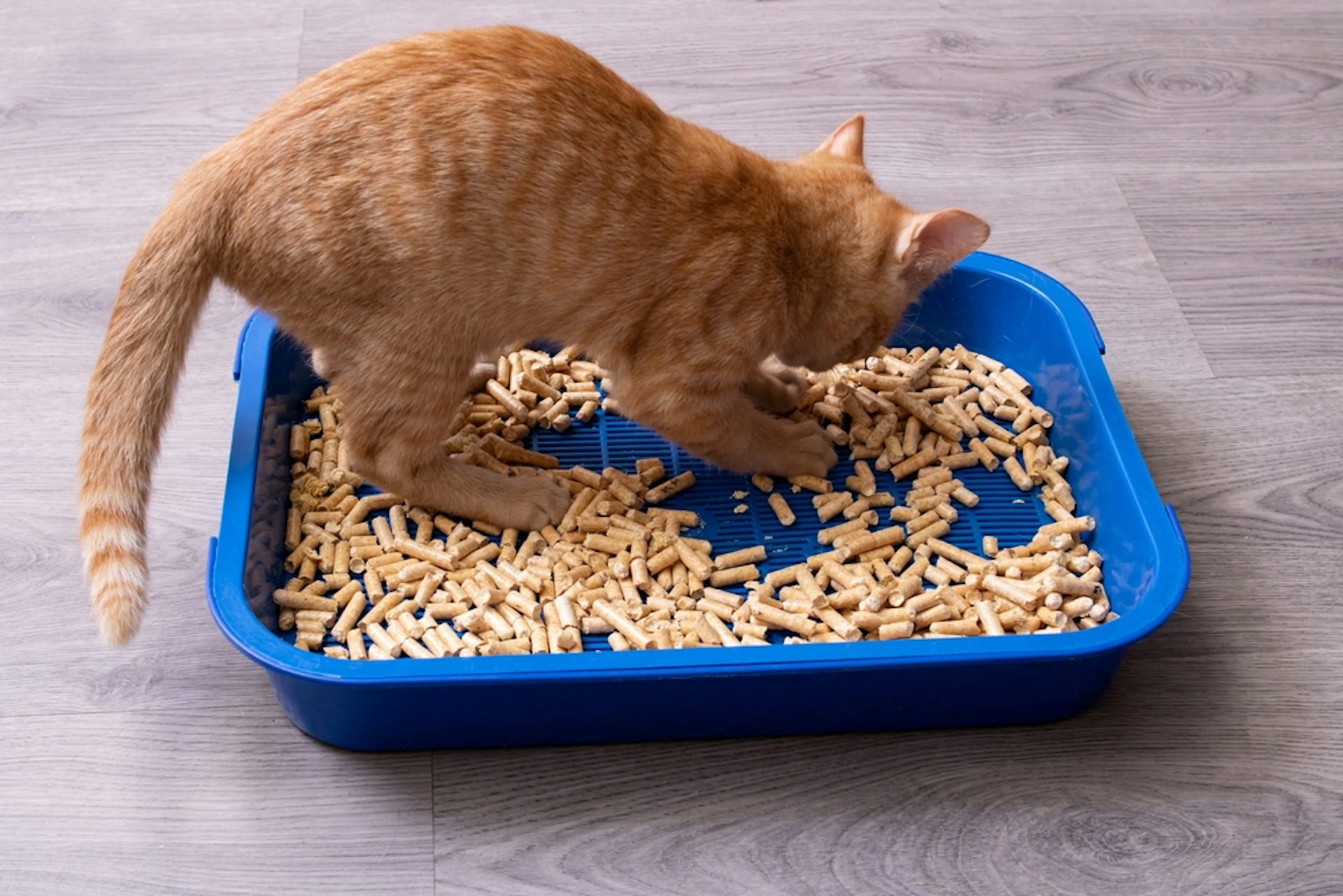 Cat kicks litter shop out of box