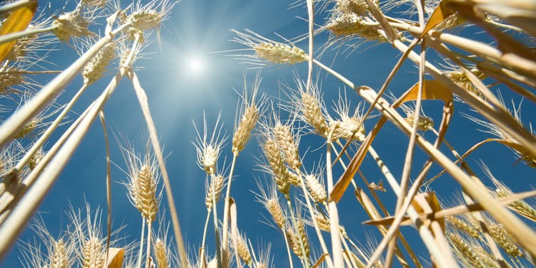 Wheat stalks