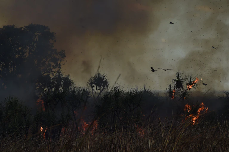 Smoke and flames in grassland