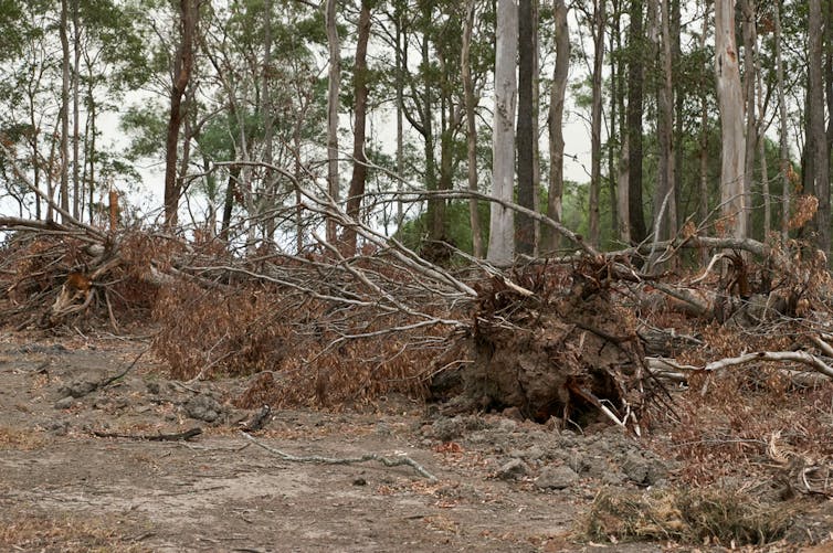 Fallen tree and bare dirt next to forest