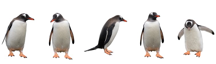 five penguins