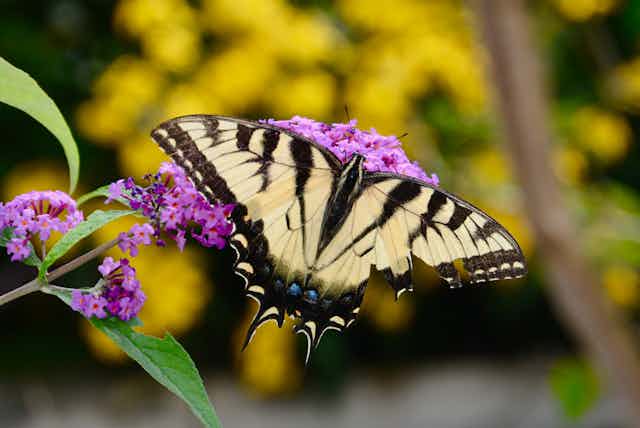 a butterfly with pale yellow and black wings sits on a flower